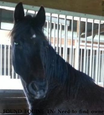 FOUND EQUINE TN- Need to find owner, Near Hendersonville, TN, 37075